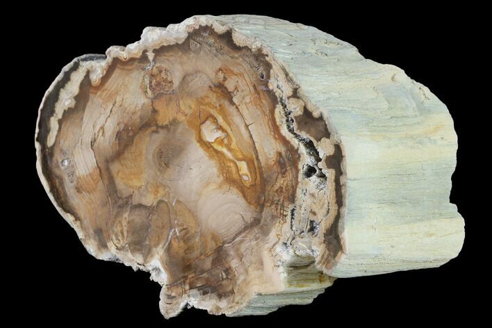 Polished Petrified Wood Section - McDermitt, Oregon #141470